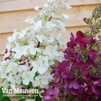 Hydrangea paniculata 