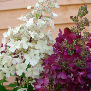 Hydrangea paniculata 