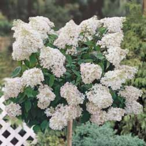 Hydrangea paniculata 