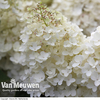 Hydrangea paniculata 