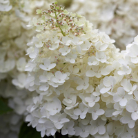 Hydrangea paniculata 