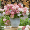 Hydrangea paniculata 