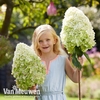 Hydrangea paniculata 