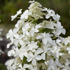 Hydrangea paniculata 