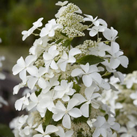 Hydrangea paniculata 