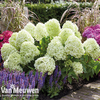 Hydrangea paniculata 