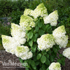 Hydrangea paniculata 