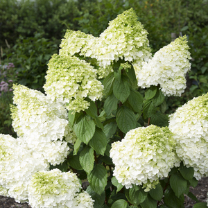 Hydrangea paniculata 