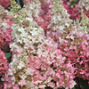 Hydrangea paniculata 