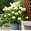 Hydrangea paniculata 