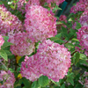 Hydrangea paniculata 