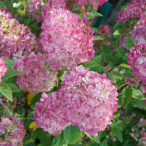 Hydrangea paniculata 