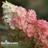 Hydrangea paniculata 