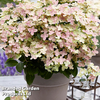 Hydrangea Paniculata 