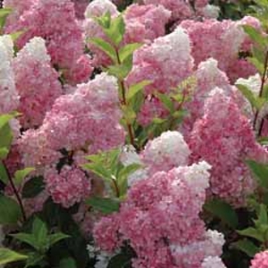 Hydrangea paniculata 