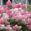 Hydrangea paniculata 