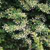 Hydrangea petiolaris