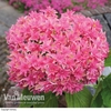 Hydrangea 