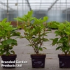 Hydrangea quercifolia 