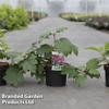 Hydrangea quercifolia 