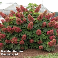 Hydrangea quercifolia 