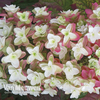 Hydrangea quercifolia 