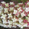 Hydrangea quercifolia 