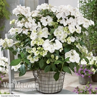 Hydrangea 