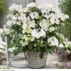 Hydrangea 