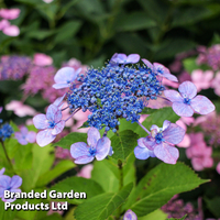 Hydrangea serrata 