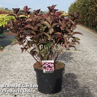 Hydrangea serrata 