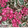 Hydrangea serrata 