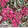 Hydrangea serrata 