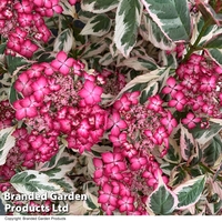 Hydrangea serrata 