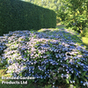 Hydrangea serrata 
