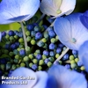 Hydrangea serrata 