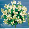 Hydrangea Standard - 1 hydrangea standard in 2 litre pot
