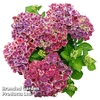 Hydrangea 
