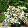 Hydrangea 