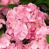 Hydrangea 