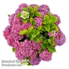 Hydrangea 