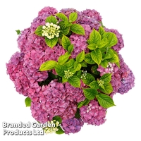 Hydrangea 
