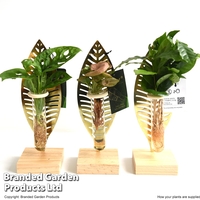 Hydroponic Collection on Display Stand