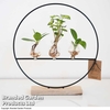 Hydroponic cutting in decorative vase