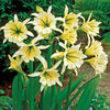 Hymenocallis 