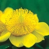 Hypericum calycinum - 6 X 9cm pots