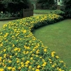 Hypericum calycinum (Large Plant) - 2 hypericum plants in 1 litre pots