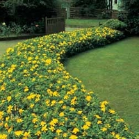 Hypericum calycinum (Large Plant) - 2 hypericum plants in 1 litre pots