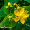 Hypericum 