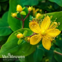 Hypericum 